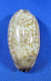 Mauritia scurra indica